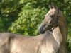 stallion Kuvvatli (Akhal-Teke, 1989, from Karaman)