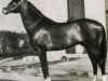 stallion Karlavach (Akhal-Teke, 1939, from Vezir)