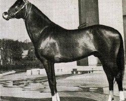 stallion Karlavach (Akhal-Teke, 1939, from Vezir)