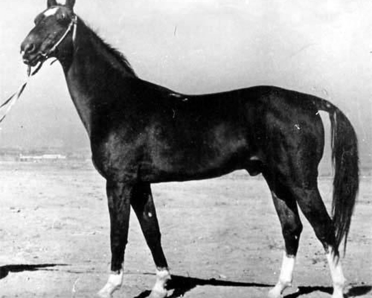 stallion Fakir-Sulu (Akhal-Teke, 1935, from Sluchai)