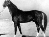 stallion Fakir-Sulu (Akhal-Teke, 1935, from Sluchai)