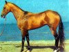 stallion Vatanchi (Akhal-Teke, 1970, from Karakir)