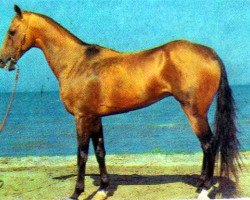 stallion Vatanchi (Akhal-Teke, 1970, from Karakir)