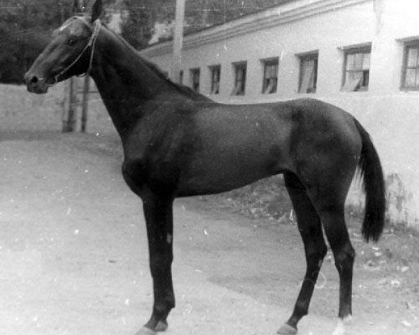 stallion Gaisan 7 (Akhal-Teke, 1985, from Dagestan)