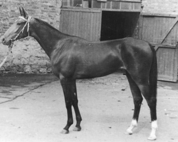 broodmare Mihmanli (Akhal-Teke, 1978, from Opal)