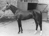 broodmare Mihmanli (Akhal-Teke, 1978, from Opal)