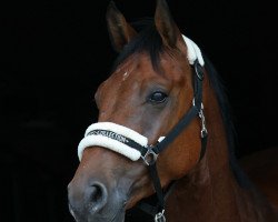 Springpferd Corentin 5 (Holsteiner, 2008, von Contender)