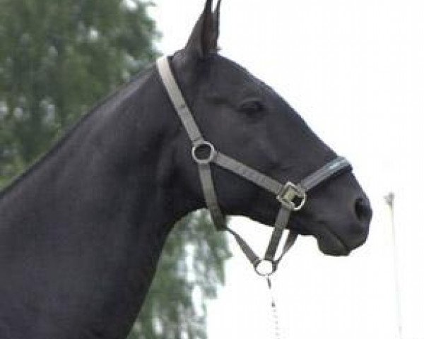 stallion Myrat (Akhal-Teke, 2005, from Murgab)