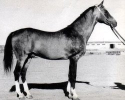 stallion Kir Sakar II (Akhal-Teke, 1957, from Kejmir)