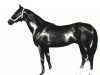 stallion Senagat (Akhal-Teke, 1964, from Serdar)