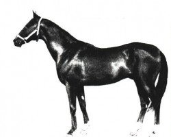 stallion Senagat (Akhal-Teke, 1964, from Serdar)