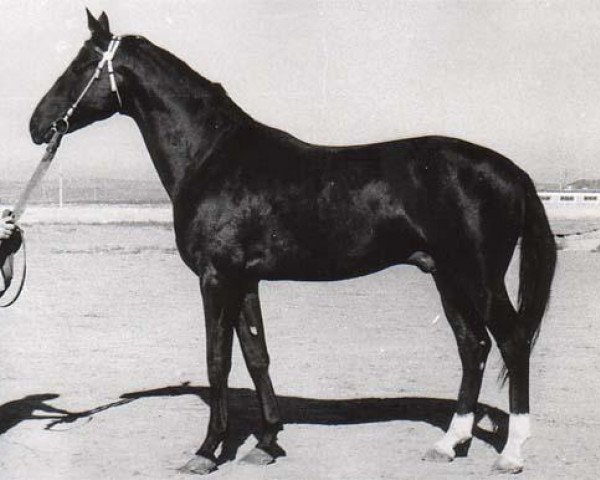 stallion Serdar (Akhal-Teke, 1959, from Signal)