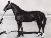 stallion Serdar (Akhal-Teke, 1959, from Signal)