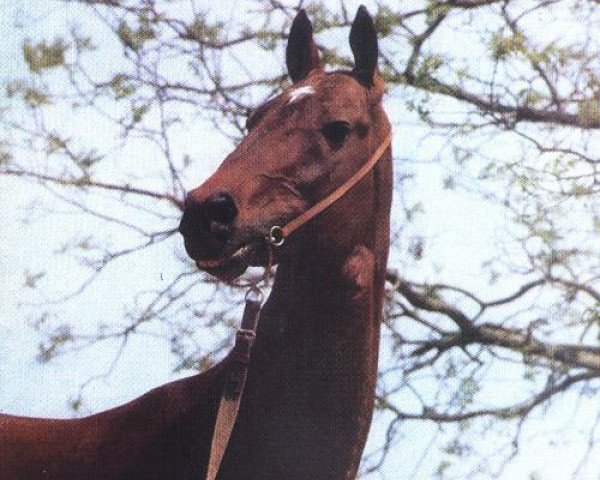 stallion Yulduz (Akhal-Teke, 1962, from Gelishikli)