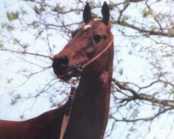 stallion Yulduz (Akhal-Teke, 1962, from Gelishikli)