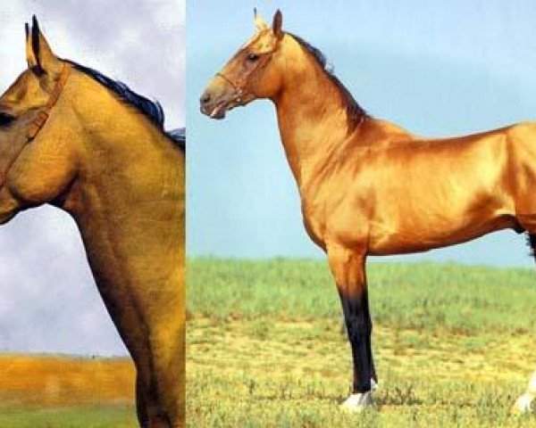 stallion Garem 11 (Akhal-Teke, 1972, from Gundogar)