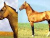 stallion Garem 11 (Akhal-Teke, 1972, from Gundogar)
