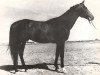 stallion Karamatal (Akhal-Teke, 1944, from Tesir)