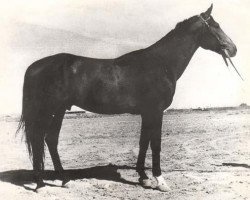 stallion Karamatal (Akhal-Teke, 1944, from Tesir)