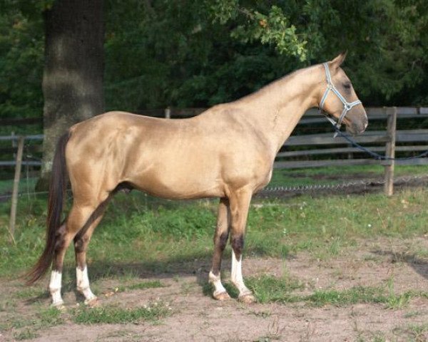 stallion Serdarjan (Akhal-Teke, 2005, from Serasker)