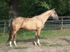 stallion Serdarjan (Akhal-Teke, 2005, from Serasker)