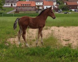 stallion Ammans Candyman (Württemberger, 2013, from Amman)