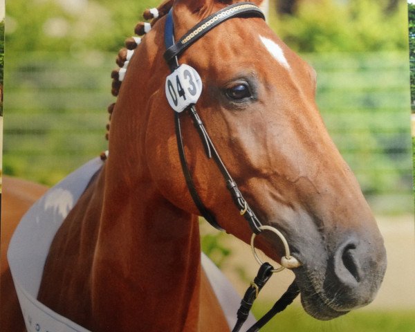 broodmare Candy Seven F (Hanoverian, 2007, from Chasseur I)