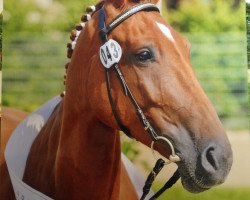 broodmare Candy Seven F (Hanoverian, 2007, from Chasseur I)