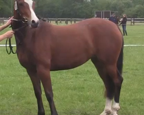 broodmare Stute von Validos Highlight (German Riding Pony, 2014, from Valido's Highlight)