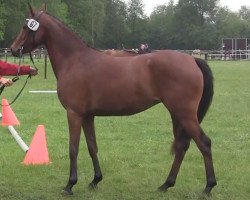 Dressurpferd Stute von Cassini (Deutsches Reitpony, 2014, von Cassini)