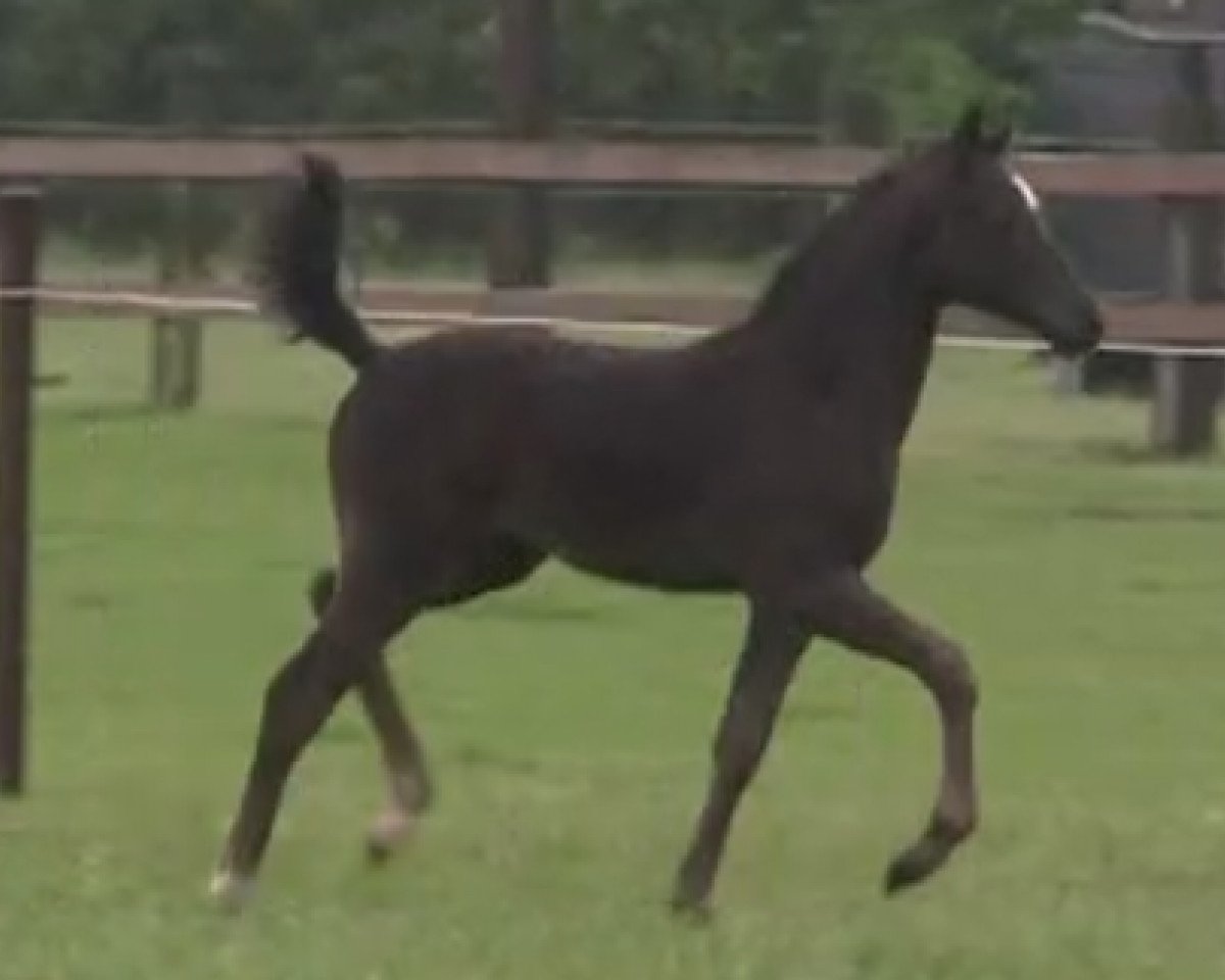 jumper Stute von Top Berlin (German Riding Pony, 2014, from Top Berlin)