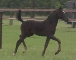 Springpferd Stute von Top Berlin (Deutsches Reitpony, 2014, von Top Berlin)