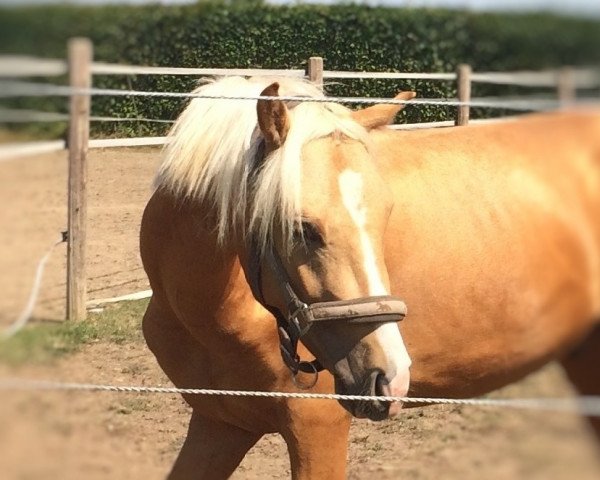 dressage horse Con ta bai B (German Riding Pony, 2013, from Singold's Cavalin)
