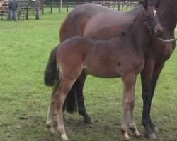 broodmare Night Rose (German Riding Pony, 2014, from Fehkamps Nightley)