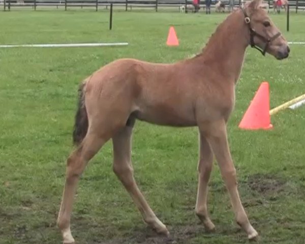 dressage horse Hengst von Cassini (German Riding Pony, 2014, from Cassini)