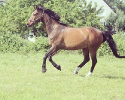 horse Risiko 39 (Hanoverian, 1992, from Rouletto)