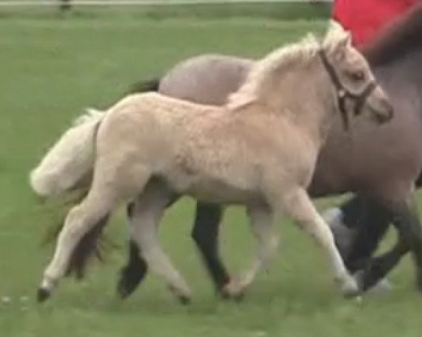 dressage horse Loreley (Shetland Pony, 2014, from Lucky Luke)