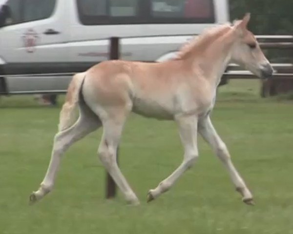 Pferd Nena (Haflinger, 2014, von New York B (2,34% ox))