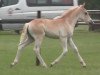 Pferd Nena (Haflinger, 2014, von New York B (2,34% ox))