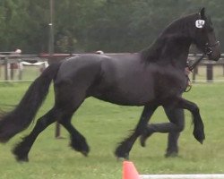 horse Stute von Fekke fan'e Waldsicht (Friese,  , from Fekke fan'e Waldsicht)