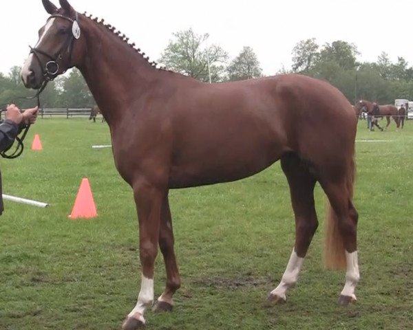 broodmare Blossom (Westphalian, 2011, from Balesteros)