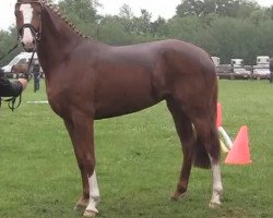 dressage horse Fürstin Felina 2 (Westphalian, 2011, from Fürst Frederik)