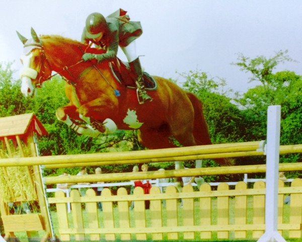 Pferd Fausto (Selle Français, 1988)