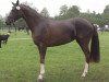 broodmare Fashion Girl (Westphalian, 2011, from Fifty Cent)