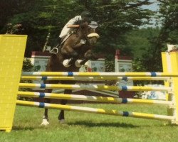 Pferd Angelino 72 (Hessisches Warmblut, 1990, von Alpenkoenig)