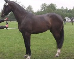 horse Balous Rubina (Westfale, 2011, from Balous Bellini)