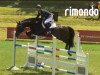 jumper Daniels Jack S (Hessian Warmblood, 2009, from Diarado)