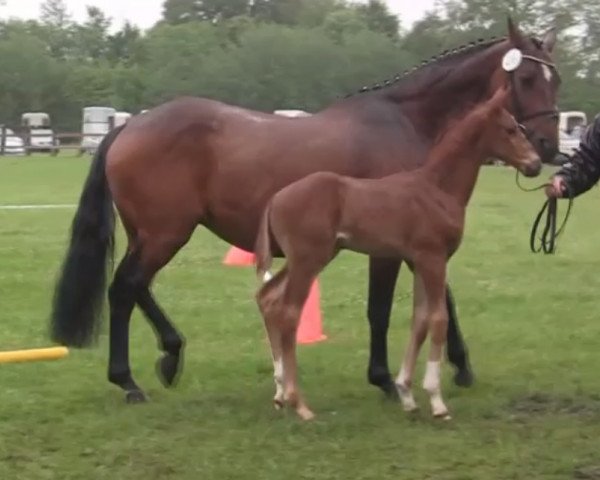 dressage horse Hengst von Destano (Westphalian, 2014, from Destano)