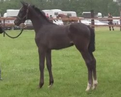 broodmare Cornetta 39 (Westphalian, 2014, from Cornado NRW)