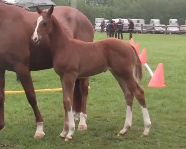 dressage horse Apicco (Westphalian, 2014, from Apache)